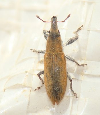 Escaravelho // Snout Beetle (Lixus acicularis)