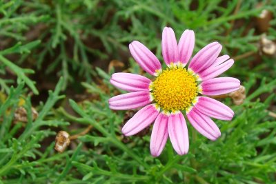 Flor de Jardim // Cobbitty Daisy (Argyranthemum frutescens)