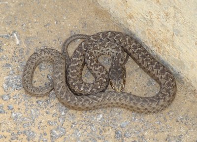 Cobra-rateira // Montpellier Snake (Malpolon monspessulanus subsp. monspessulanus)