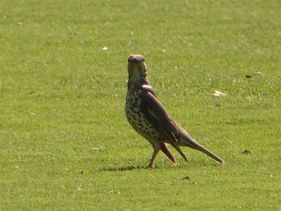 Tordoveia // Mistle Thrush (Turdus viscivorus subsp. viscivorus)