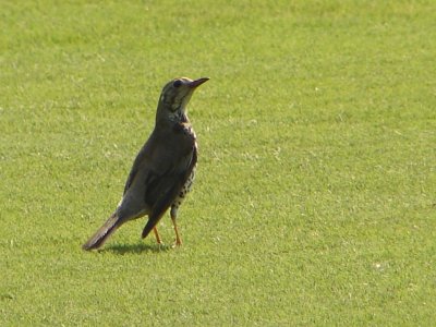 Tordoveia // Mistle Thrush (Turdus viscivorus subsp. viscivorus)