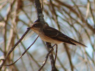 Papa-moscas-cinzento // Spotted Flycatcher (Muscicapa striata subsp. striata)