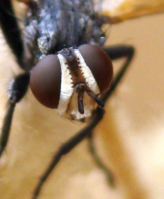 Mosca da famlia Tachinidae // Tachinid Fly (Cylindromyia cf. auriceps)