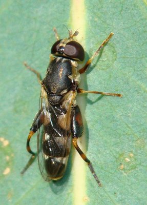 Mosca da famlia Syrphidae // Hoverfly (Syritta pipiens)