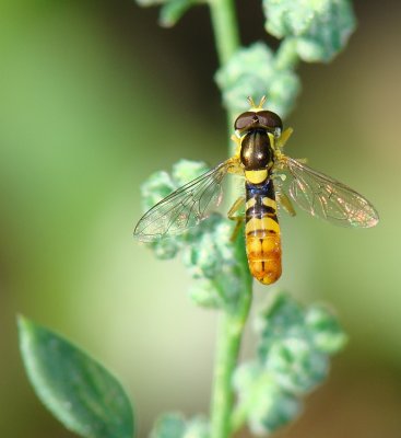Mosca da famlia Syrphidae // Hoverfly (Sphaerophoria rueppelli), male