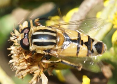 Mosca da famlia Syrphidae // Syrphid Fly (Helophilus trivittatus)