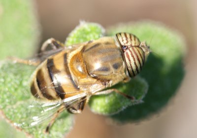 Mosca da famlia Syrphidae // Hoverfly (Eristalinus taeniops)