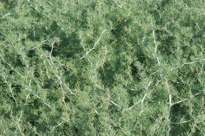 Estrepes (Asparagus albus)