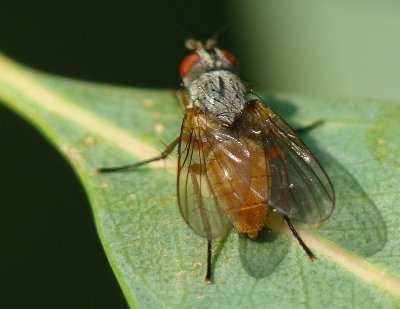 Mosca da famlia Anthomyiidae // Anthomyiid Fly (Pegomya sp.)
