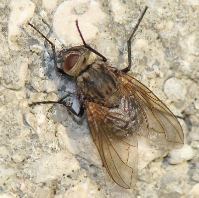 Mosca da famlia Calliphoridae // Cluster Fly (Pollenia stigi)