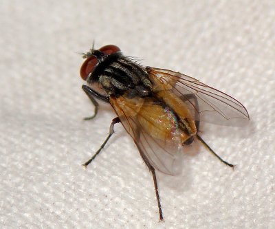 Mosca-domstica // House Fly (Musca domestica)