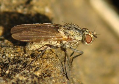 Mosca da famlia Anthomyiidae // Anthomyiid Fly (Delia platura), female