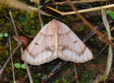 Borboleta Nocturna // Moth (Dyscia penulataria)