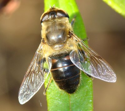 Mosca da famlia Syrphidae // Hoverfly (Eristalis tenax)