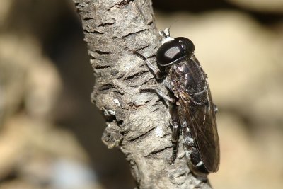 Mosca da famlia Syrphidae // Syrphid Fly (Eumerus sp.)