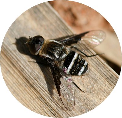 Mosca da famlia Bombyliidae // Bee Fly (Exhyalanthrax afer)