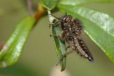 Mosca da famlia Asilidae // Robber Fly (Dysmachus sp.)