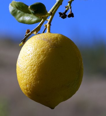 Limão // Lemon (Citrus limon)
