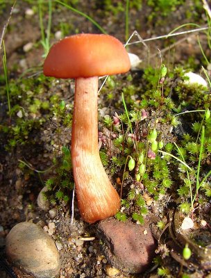 Cogumelo // Mushroom (Laccaria laccata)