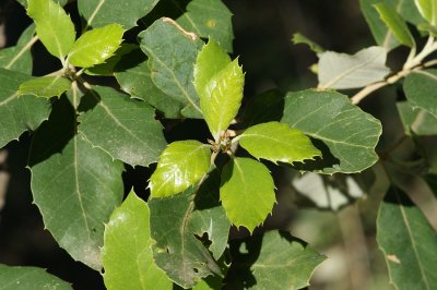 Folhas de Sobreiro // Cork Oak leaves (Quercus suber)
