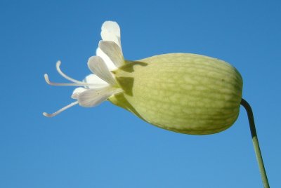 Orelha-de-boi ou Erva-traqueira // Maidenstears (Silene vulgaris)