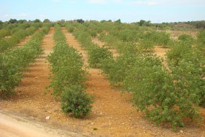 Alfarrobeiras // Carob Trees (Ceratonia siliqua)
