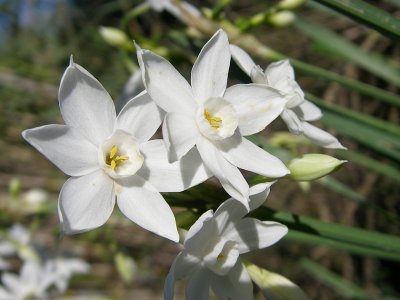 Narciso // Paperwhite Narcissus (Narcissus papyraceus)