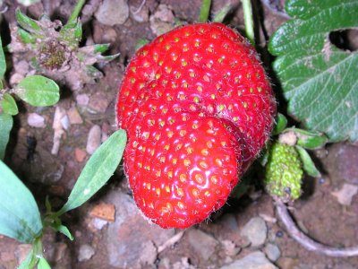 Morango // Beach Strawberry (Fragaria chiloensis forma chiloensis)