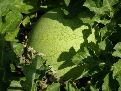 Melancia // Watermelon (Citrullus lanatus)
