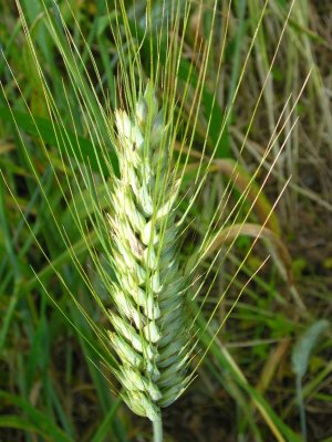 Espiga de Trigo // Wheat (Triticum aestivum)