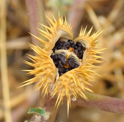 Fruto do Estramnio ou Figueira-do-inferno // Jimsonweed fruit (Datura stramonium)