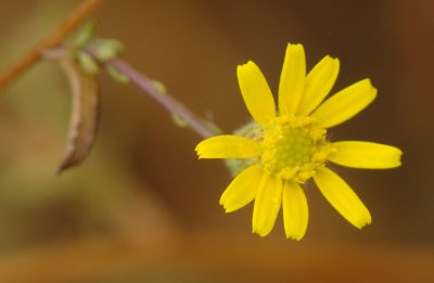 Erva-pulgueira // Spanish False Fleabane (Pulicaria paludosa)