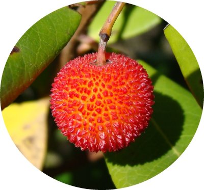 Medronho // Strawberry Tree: Fruit (Arbutus unedo)