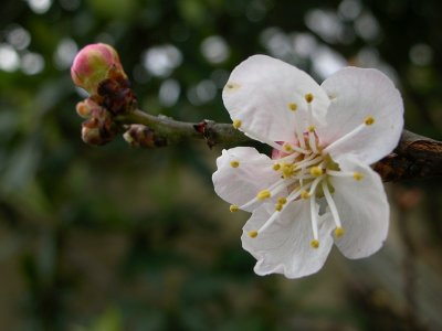 Flor do Pilriteiro // Oneseed Hawthorn flower (Crataegus monogyna)