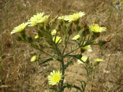Tripa-de-ovelha; Alface-dos-montes // Common Andryala (Andryala integrifolia)