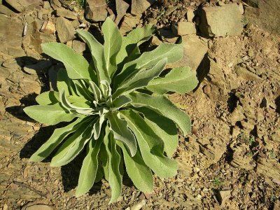 Barbaco ou Verbasco // Mullein (Verbascum thapsus)