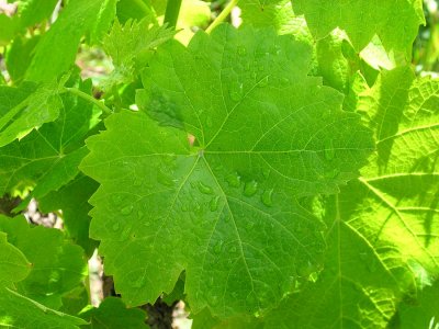 Parra da Uva // Wine Grape: Leaves (Vitis vinifera)