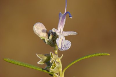 Flor do Alecrim // Rosemary (Rosmarinus officinalis)