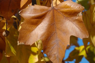 Plátano: Folha // London Plane: leaf (Platanus x hispanica)