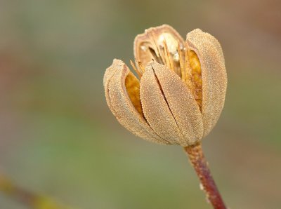 Fruto da Esteva // Gum Rockrose fruit (Cistus ladanifer subsp. ladanifer)