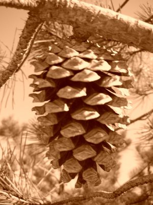 Pinha // A fully mature Pine cone (Pinus pinea)