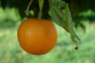 Clementina // Clementine (Citrus reticulata)