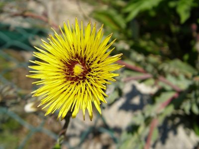 Flor do campo // Wild Flower (Reichardia gaditana)