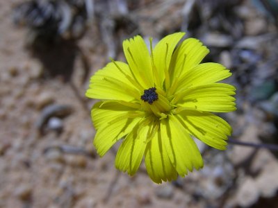 Olho-de-mocho // European Umbrella Milkwort (Tolpis barbata)