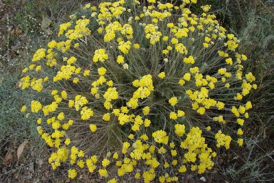 Perpétua-das-areias // Curry Plant (Helichrysum stoechas)