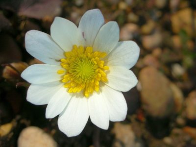 Anmona-do-Tejo // Palmate Anemone (Anemone palmata)