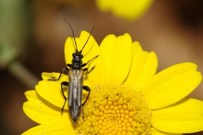 Escaravelho // Beetle (Oedemera simplex)