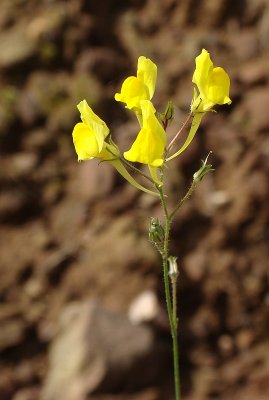 Ansarina-dos-campos ou Avelino // Ballast Toadflax (Linaria spartea)