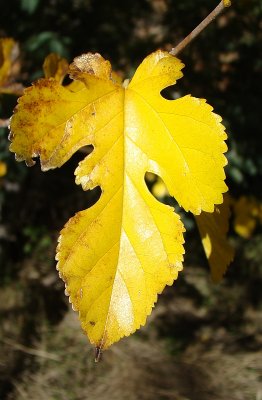 Amoreira: folha // Mulberry: leaf (Morus sp.)