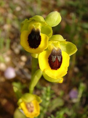 Erva-vespa // Yellow Ophrys (Ophrys lutea)